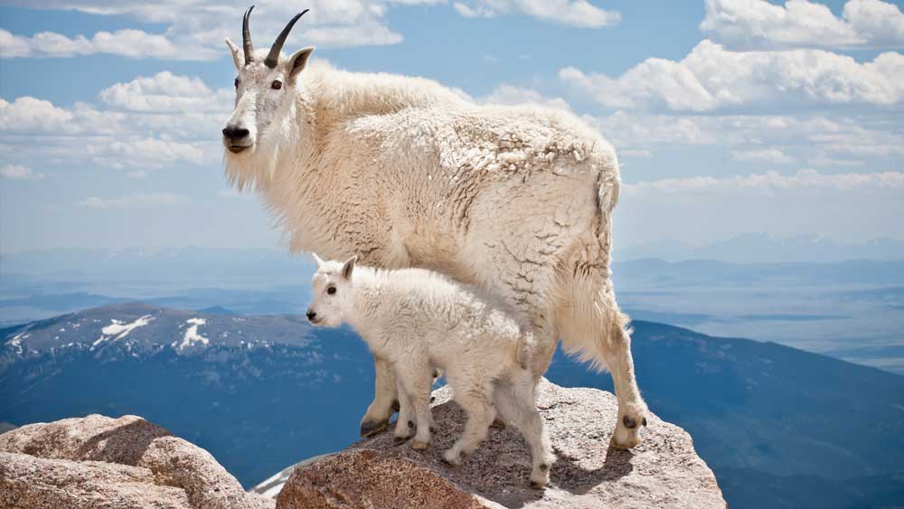 Mountain goat store